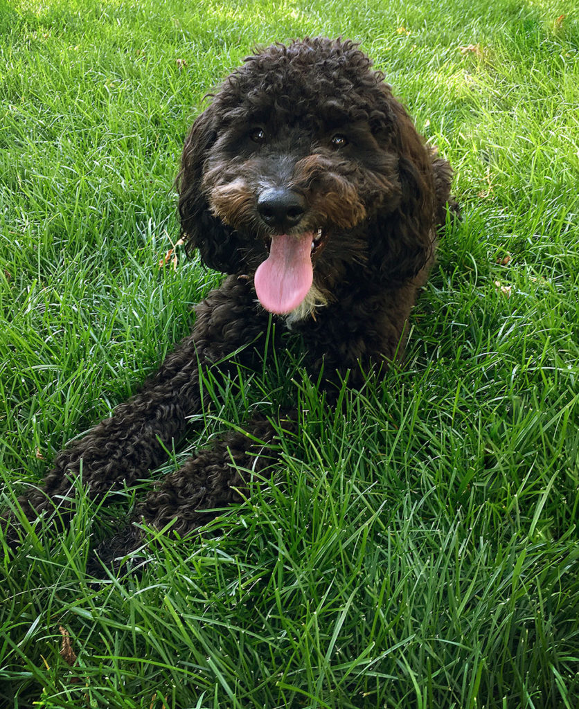 Happy dog laying on grass