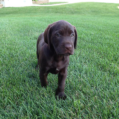 A brown puppy walking in grass