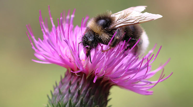 A bee pollenating a purple flower